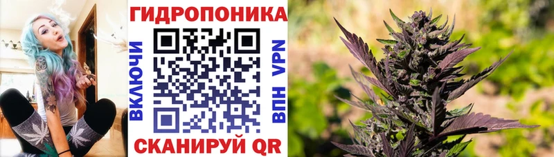 купить   Учалы  Бошки Шишки семена 
